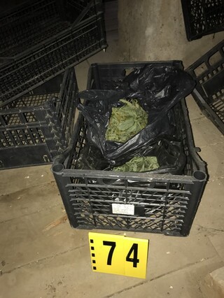 Добре оборудвана и умело прикрита в къща наркооранжерия намираща се в село Церово установиха служители на полицейския участък в Лесичово