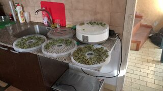 Растения канабис и марихуана са иззети при спецоперация на ГДБОП