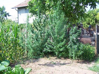 Нива и парник с канабис изкорениха пернишки криминалисти