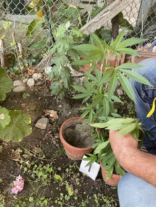 В Куртово Конаре: Полицията задържа 37- годишен мъж отглеждал в двора си коноп 