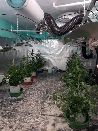 Оранжерия за производство на канабис разбиха криминалисти от Разград