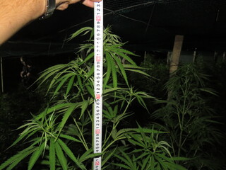 ДВАМА МЪЖЕ СА ЗАДЪРЖАНИ ОТ ПОЛИЦИЯТА В РУСЕ ПРИ ПРОВЕДЕНА ОПЕРАЦИЯ СРЕЩУ ПРОИЗВОДСТВОТО И РАЗПРОСТРАНЕНИЕТО НА НАРКОТИЦИ