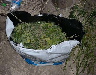 Оранжерия за отглеждане на марихуана, продукти и пособия за производство на наркотици, различни видове дрога, оръжия и боеприпаси разкри русенската полиция при поредните две успешни акции по противодействие на наркопроизводството и разпространението