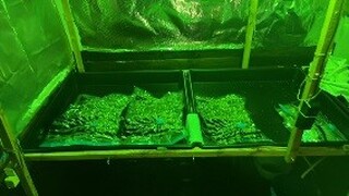 Криминалисти на СДВР разкриха модерно оборудвана оранжерия за отглеждане на марихуана