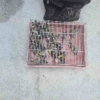Полицаи от Девето РУ- СДВР задържаха млад мъж за притежание на защитени видове пойни птици