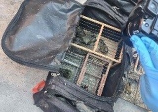 Полицаи от Девето РУ- СДВР задържаха млад мъж за притежание на защитени видове пойни птици