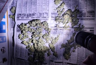 Столични криминалисти разкриха оборудвана оранжерия за отглеждане на канабис