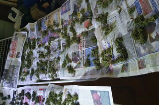 Столични криминалисти разкриха оборудвана оранжерия за отглеждане на канабис