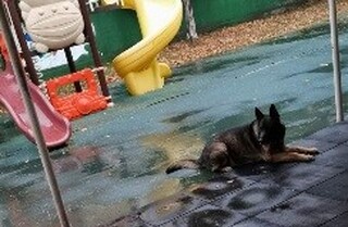 В деня на своя професионален празник столични полицаи гостуваха на ученици