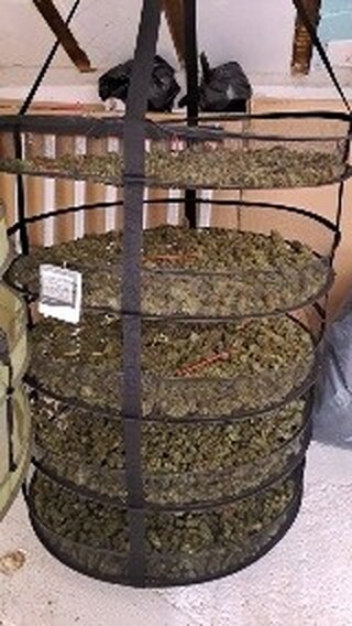 Полицаи от СДВР разкриха модерно оборудвана оранжерия за отглеждане на марихуана