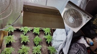 Модерно оборудвана оранжерия за марихуана разкриха служители на столичното Първо РУ