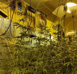 Модерно оборудвана оранжерия за марихуана разкриха служители на столичното Първо РУ