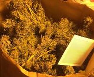 Столични полицаи разкриха домашна оранжерия за марихуана