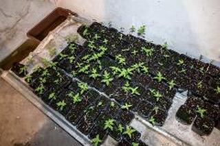 Столични криминалисти разкриха домашна оранжерия за марихуана