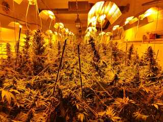 Наркооранжерия е разкрита от криминалисти на РУ- Нови пазар