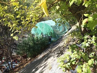 Криминалисти от РУ- Шумен разкриха наркооранжерия изградена в бетонен напоителен канал в гориста местност край шуменския квартал Мътница