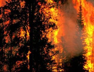 Пожароопасен сезон в горите 