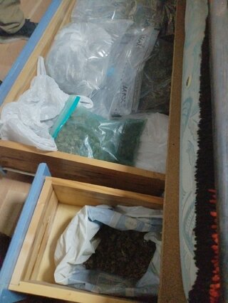 Две наркооранжерии разкриха криминалистите от районните управления в Костинброд и Пирдоп