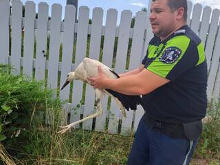 Полицаи спасиха щъркелче на автомагистрала "Хемус"