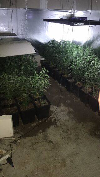 Домашна наркооранжерия е разкрита при операция на костинбродските криминалисти