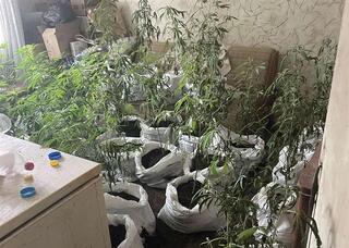 Служители на ОДМВР-София иззеха множество канабисови растения при полицейска акция в Ботевградско