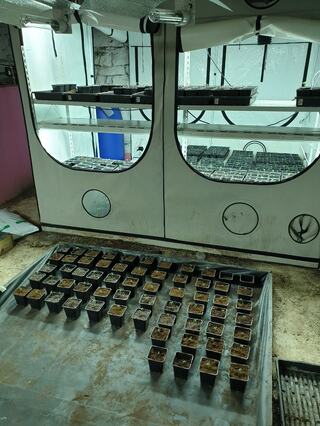 Наркооранжерия, оборудвана на най- високо технологично ниво, бе разкрита при акция на криминалисти от ОДМВР- София