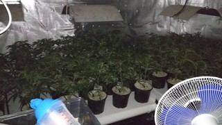Оборудвана наркооранжерия е разкрита при съвместна операция на служители на ОДМВР-София и Агенция „Митници“