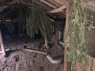 Голямо количество канабис е иззето при спецоперация на служители на ГДБОП във Великотърновско