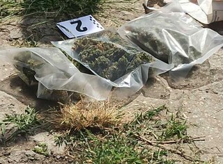 Служители на полицейското управление в Павликени задържаха 42-годишен, докато поливал конопени растения
