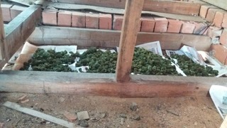 Служители на РУ-Белоградчик иззеха голямо количество канабис – 85 зелени стръка и над 7 кг полусуха листна маса