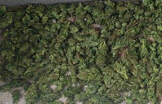 Ямболски криминалисти иззеха около 20 килограма марихуана