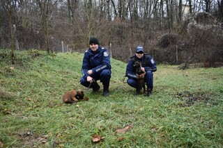 Дни преди Коледа ОДМВР – В. Търново се сдоби с двама млади и много симпатични четириноги полицаи