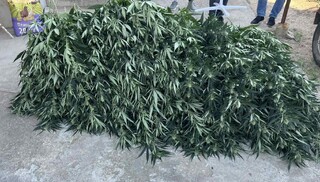 Криминалисти от РУ-Пазарджик откриха високотехнологична наркооранжерия