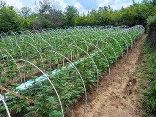 Нива с канабис е открита при спецоперация на служители от ГДНП и колегите им от РУ - Петрич