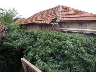 Голямо количество наркотици са иззети при полицейски акции на служители от струтурите в ОДМВР-Пазарджик