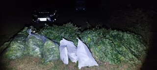 Плантация с марихуана е открита при спецакция на асеновградски полицаи