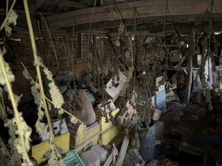 Близо 4 кг суха зелена тревиста маса и разновидности на канабиса са намерени в 3 имота, обитавани от 54-годишен мъж от гр. Попово