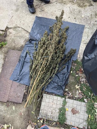 Близо 4 кг суха зелена тревиста маса и разновидности на канабиса са намерени в 3 имота, обитавани от 54-годишен мъж от гр. Попово