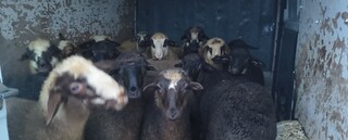 Втора поред широкообхватна специализирана полицейска операция се проведе на територията на областта