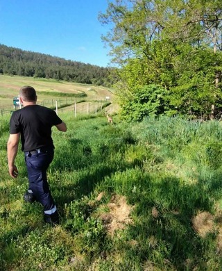 Пожарникари и горски служител спасиха сърна