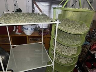 Последователни полицейски действия в Русе доведоха до нови резултати в противодействието на наркоразпространението