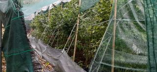 Криминалисти на ГДНП разкриха наркооранжерия в ловешко село