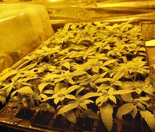 Високотехнологична наркооранжерия разкриха при операция служители на ГДНП