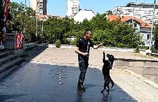 Полицейски служители направиха демонстрация за деца на работата си със служебни кучета 