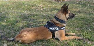 Водачи на полицейски кучета направиха ефектна демонстрация в Пловдив 