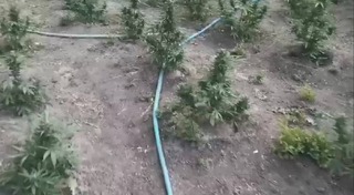 Двама са задържани за отглеждане на канабис в Меричлери
