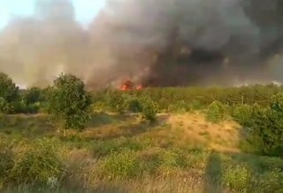 Пожар изпепели боров масив между селата Студена и Устрем /обновена/