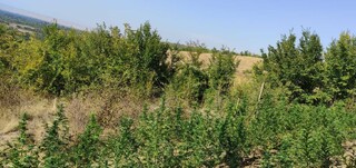 Двама ломски жители са задържани за отглеждане на канабисови растения