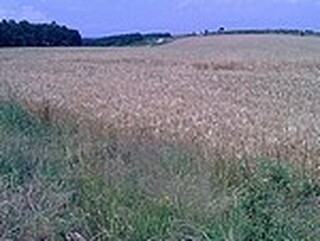 Мерки за безопасност по време на жътвената кампания