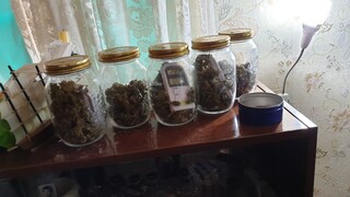 Оранжерия за отглеждане на канабис и незаконно оръжие са открити в къща, обитавана от криминално проявен ломски жител 